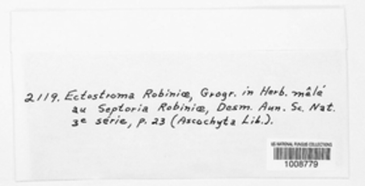 Ectostroma robiniae image